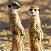 Sun, sand and STDs: TB transmission in meerkats of the Kalahari logo